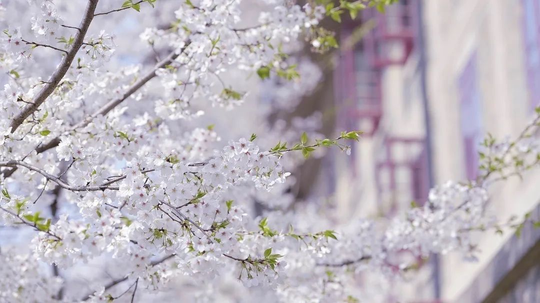 【2019年(nian)】疫情，昰(shi)所有(yǒu)人(ren)的(de)一(yi)場(chang)考試